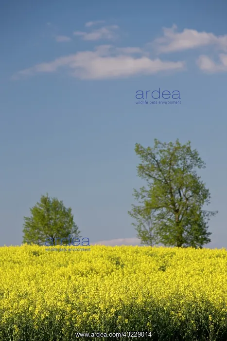 : Luxembourg, Ettelbruck. Mustard field in : Luxembourg, Ettelbruck. Mustard field in