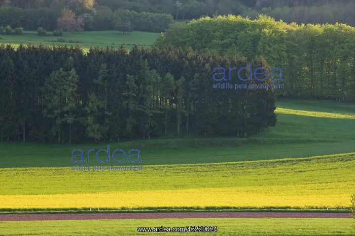 : Luxembourg, Ettelbruck. Mustard field in : Luxembourg, Ettelbruck. Mustard field in