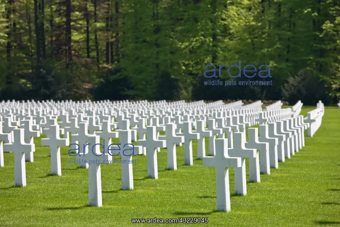 : Luxembourg, Hamm. US Military Cemetery containing : Luxembourg, Hamm. US Military Cemetery containing