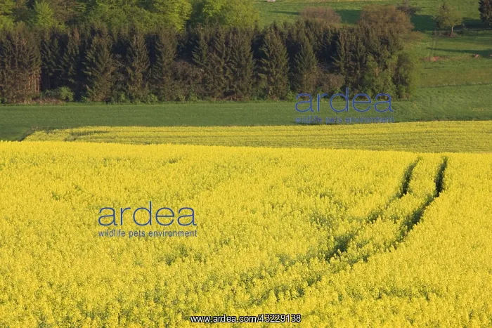 : Luxembourg, Sure River Valley. Mustard field : Luxembourg, Sure River Valley. Mustard field