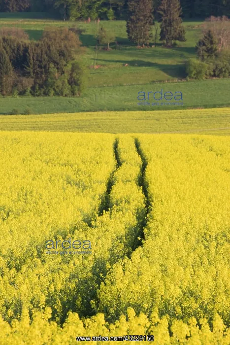 : Luxembourg, Sure River Valley. Mustard field : Luxembourg, Sure River Valley. Mustard field