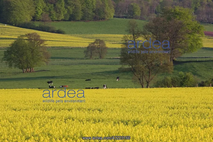 : Luxembourg, Sure River Valley. Mustard field : Luxembourg, Sure River Valley. Mustard field