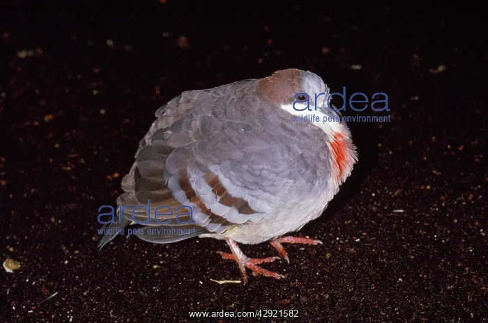 : Luzon Bleeding Heart Pigeon : Luzon Bleeding Heart Pigeon