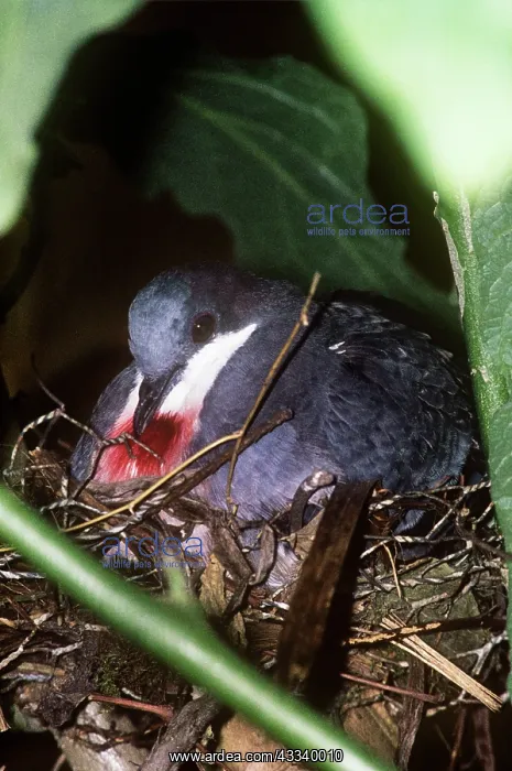 : Luzon Bleeding Heart Pigeon : Luzon Bleeding Heart Pigeon