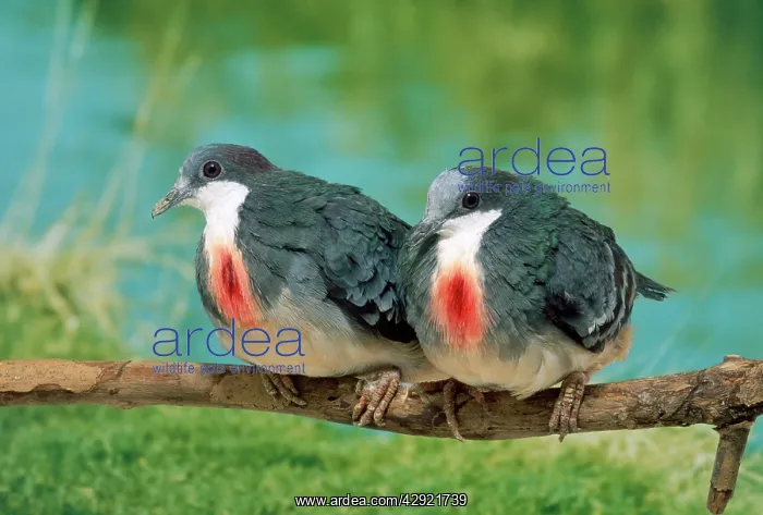 : Luzon Bleeding Heart Pigeon - hen on the left : Luzon Bleeding Heart Pigeon - hen on the left