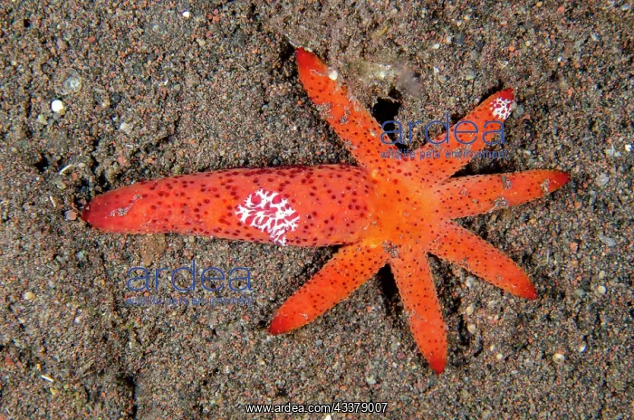 : Luzon Sea Star : Luzon Sea Star