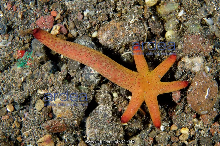 : Luzon Sea Star : Luzon Sea Star
