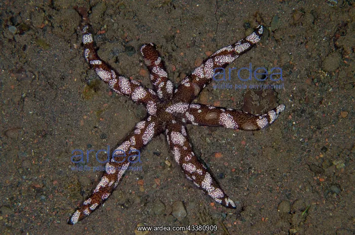 : Luzon Sea Star - with Creeping Comb Jellies (Coeloplanidae : Luzon Sea Star - with Creeping Comb Jellies (Coeloplanidae