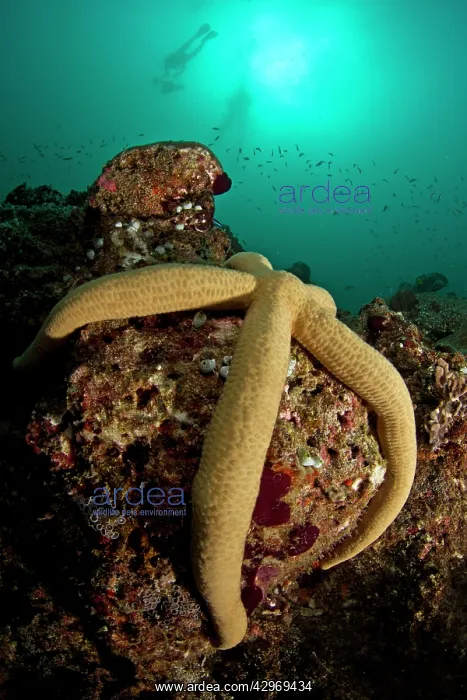: Luzon Sea Star - with diver in background : Luzon Sea Star - with diver in background