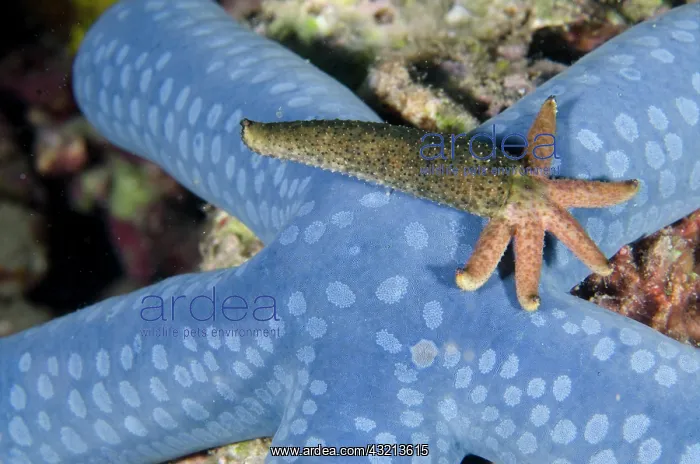 : Luzon Sea Star (Echinaster luzonicus) regenerating : Luzon Sea Star (Echinaster luzonicus) regenerating