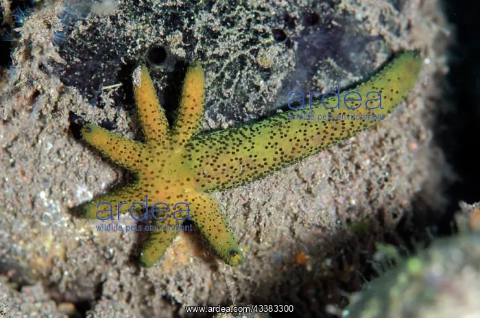 : Luzon Sea Star regenerating : Luzon Sea Star regenerating