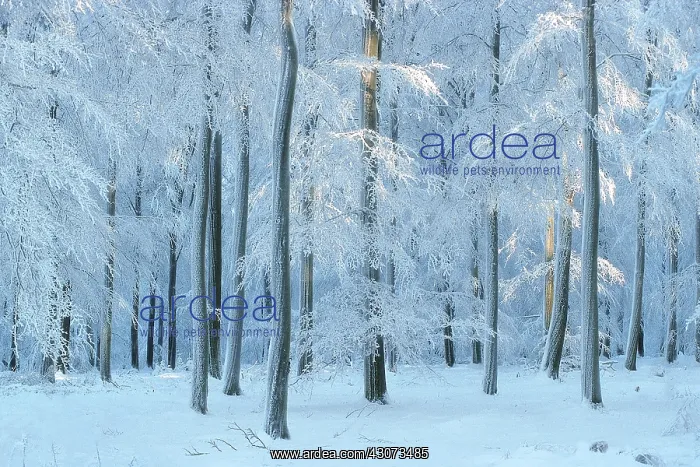 : Luzulo-Fagetum beech forest covered with frost and : Luzulo-Fagetum beech forest covered with frost and