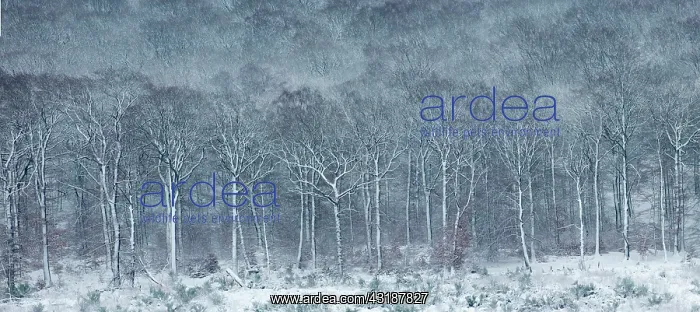 : Luzulo-Fagetum beech forest covered with frost and : Luzulo-Fagetum beech forest covered with frost and