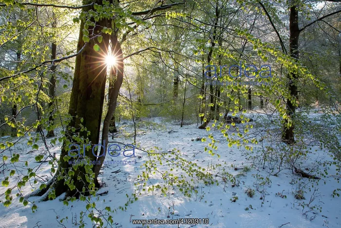: Luzulo-Fagetum beech forest snow covered in spring : Luzulo-Fagetum beech forest snow covered in spring