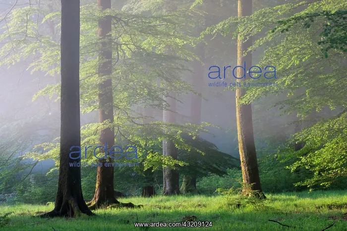 : Luzulo-Fagetum beech forest in spring, Ardennes : Luzulo-Fagetum beech forest in spring, Ardennes