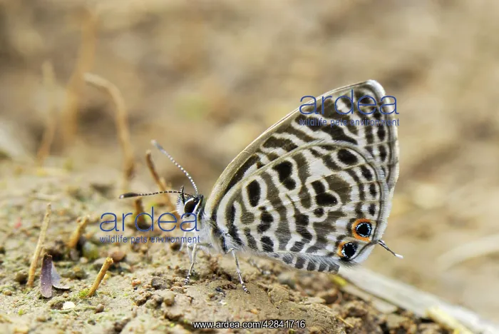 : Lycaenid butterfly : Lycaenid butterfly