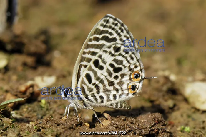 : Lycaenid butterfly : Lycaenid butterfly