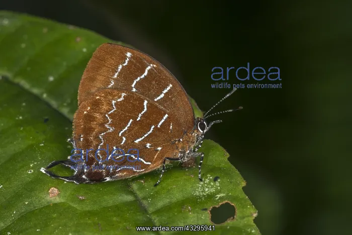 : Lycaenid butterfly (Micandra comae) Tatama National : Lycaenid butterfly (Micandra comae) Tatama National