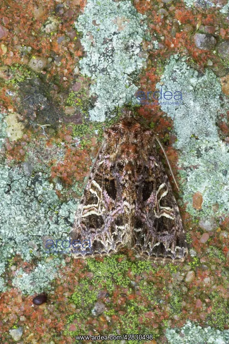 : The Lychnis Moth : The Lychnis Moth