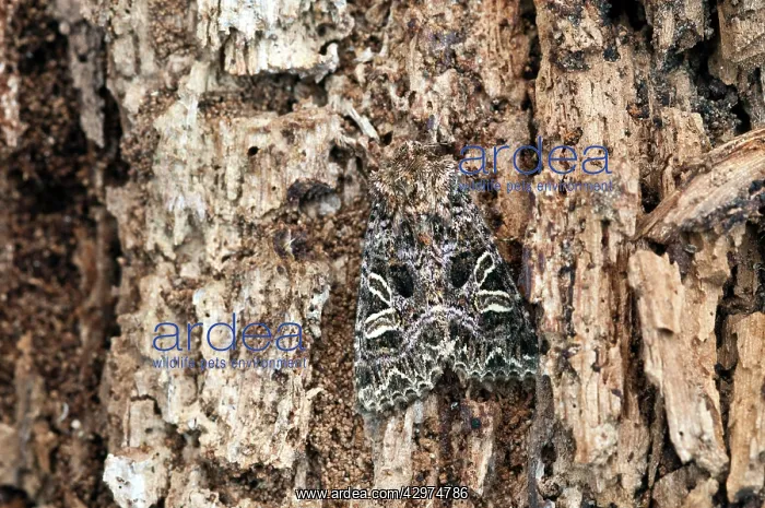 : Lychnis Moth - Resting on dead wood : Lychnis Moth - Resting on dead wood