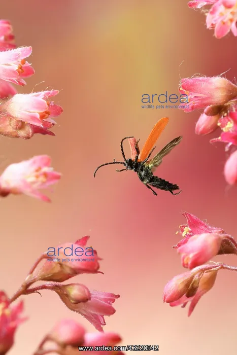 : Lygistopterus sanguineus (Lygistopterus sanguineus) : Lygistopterus sanguineus (Lygistopterus sanguineus)