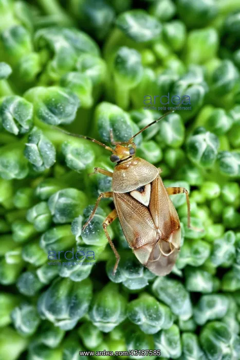 : Lygus Bug (Lygus pratensis) on broccoli, Den Helder