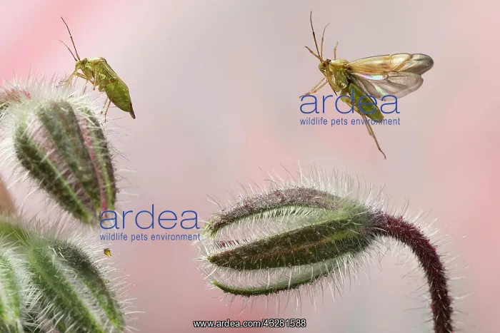 : Lygus pratensis (Lygus pratensis) in flight on the : Lygus pratensis (Lygus pratensis) in flight on the