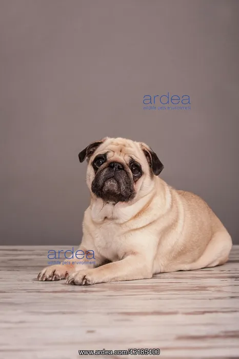 : Lying beige Pug : Lying beige Pug