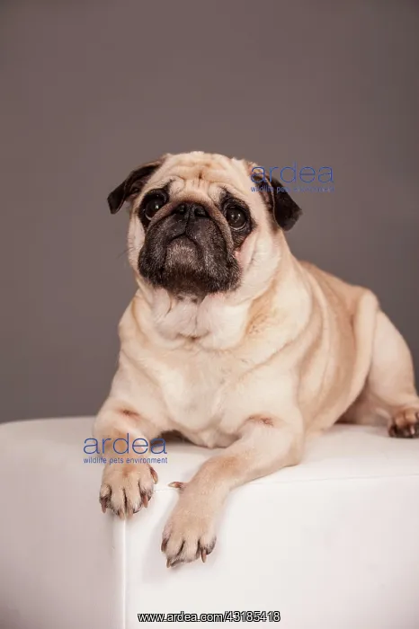  : Lying beige Pug