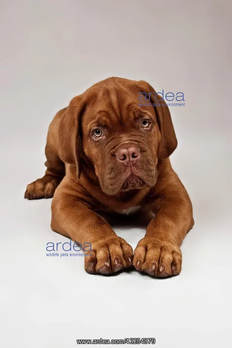 : Lying Bordeaux Mastiff or French Mastiff puppy : Lying Bordeaux Mastiff or French Mastiff puppy