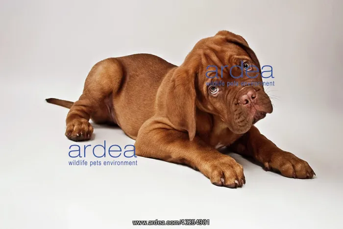  : Lying Bordeaux Mastiff or French Mastiff puppy