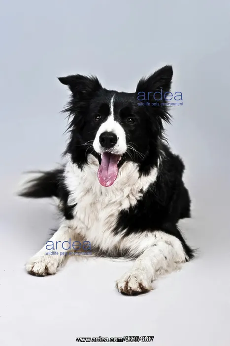 : Lying Border Collie : Lying Border Collie