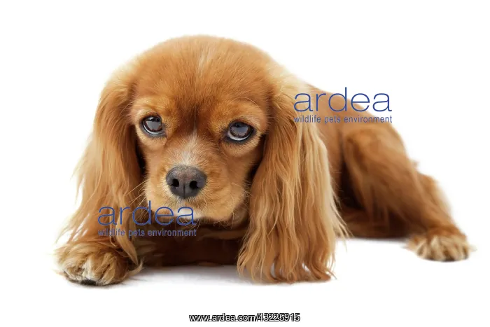 : Lying Cavalier King Charles Spaniel : Lying Cavalier King Charles Spaniel