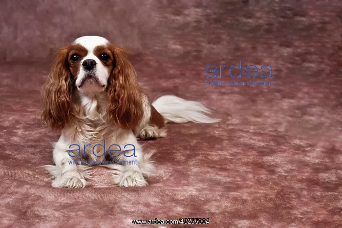 : Lying Cavalier King Charles Spaniel : Lying Cavalier King Charles Spaniel