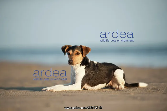 : Lying Dansk-Svensk Gardshund or Danish?Swedish Farmdog : Lying Dansk-Svensk Gardshund or Danish?Swedish Farmdog