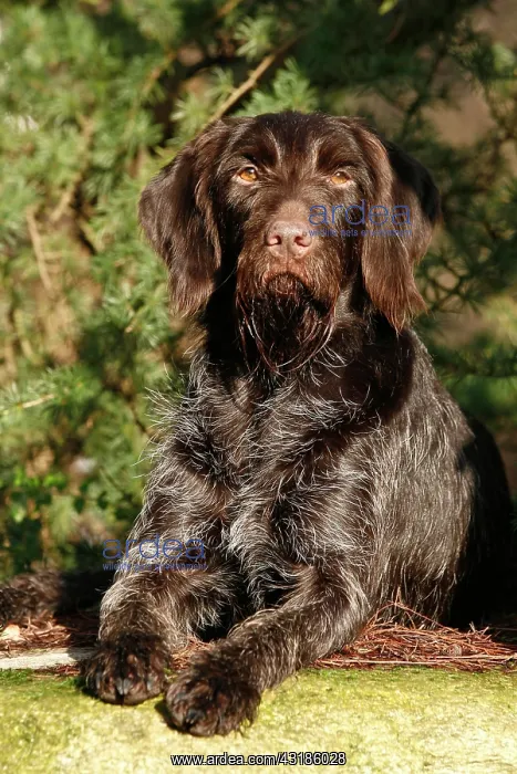 : Lying German Wirehaired Pointer liegender Deutsch : Lying German Wirehaired Pointer liegender Deutsch