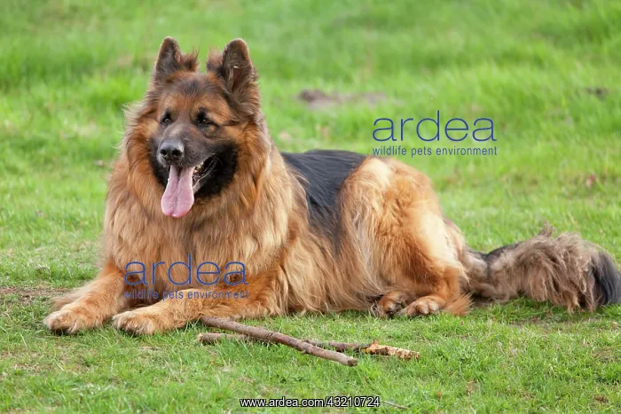 : Lying longhaired, Old German Shepherd Dog : Lying longhaired, Old German Shepherd Dog