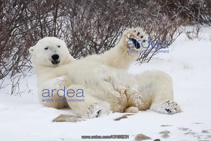 : Lying Polar bear (Ursus maritimus), Churchill, Manitoba : Lying Polar bear (Ursus maritimus), Churchill, Manitoba