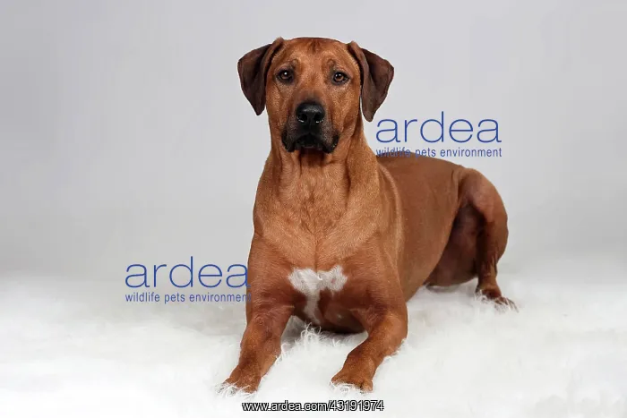 : Lying Rhodesian Ridgeback : Lying Rhodesian Ridgeback