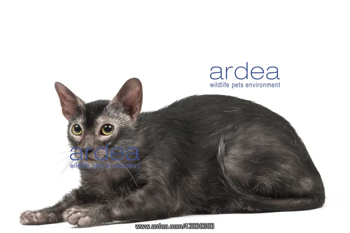 : Lykoi cat in the studio - also known as a Werewolf cat