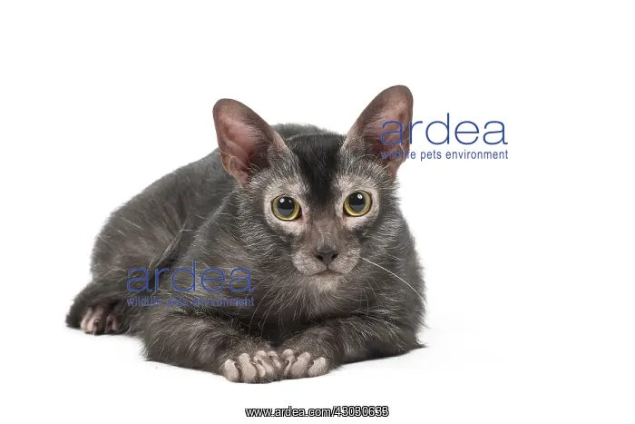 : Lykoi cat in the studio - also known as a Werewolf cat : Lykoi cat in the studio - also known as a Werewolf cat