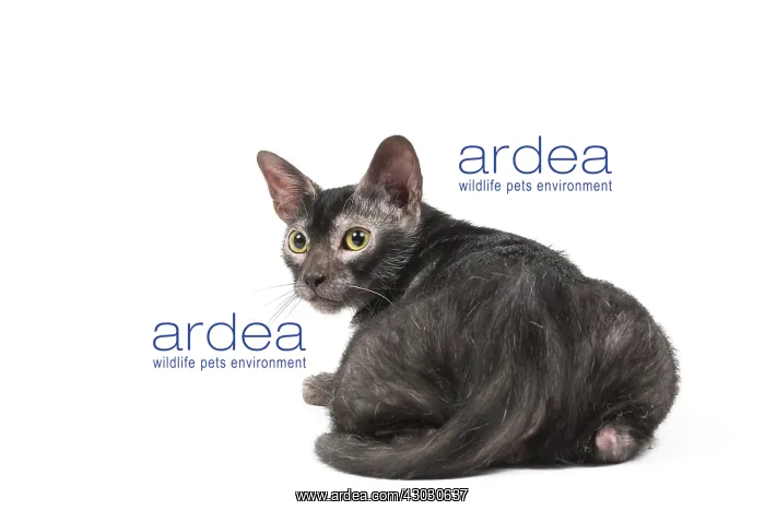 : Lykoi cat in the studio - also known as a Werewolf cat : Lykoi cat in the studio - also known as a Werewolf cat
