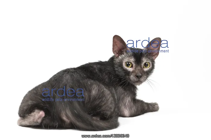 : Lykoi cat in the studio - also known as a Werewolf cat : Lykoi cat in the studio - also known as a Werewolf cat