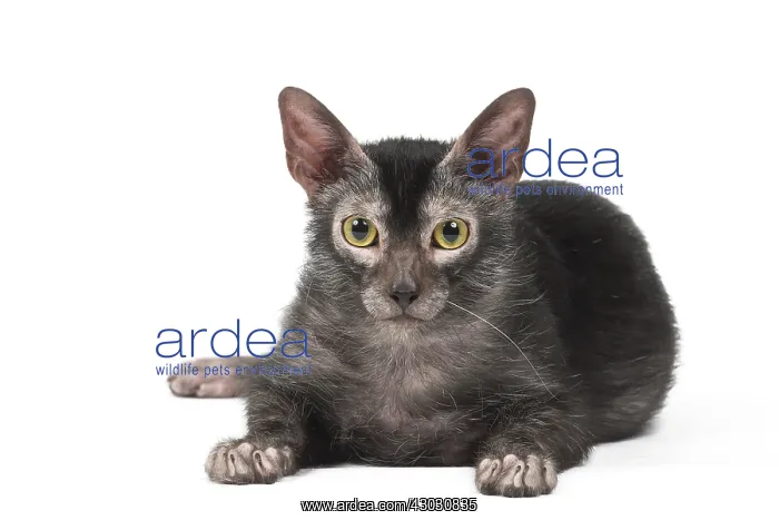 : Lykoi cat in the studio - also known as a Werewolf cat : Lykoi cat in the studio - also known as a Werewolf cat