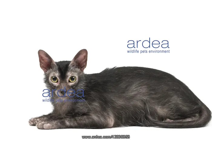 : Lykoi cat in the studio - also known as a Werewolf cat : Lykoi cat in the studio - also known as a Werewolf cat