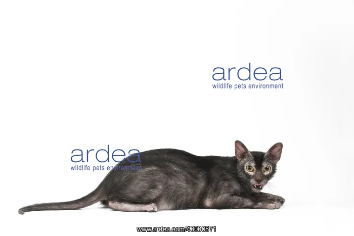 : Lykoi cat in the studio - also known as a Werewolf cat : Lykoi cat in the studio - also known as a Werewolf cat