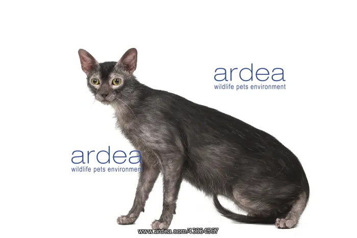 : Lykoi cat in the studio - also known as a Werewolf cat : Lykoi cat in the studio - also known as a Werewolf cat