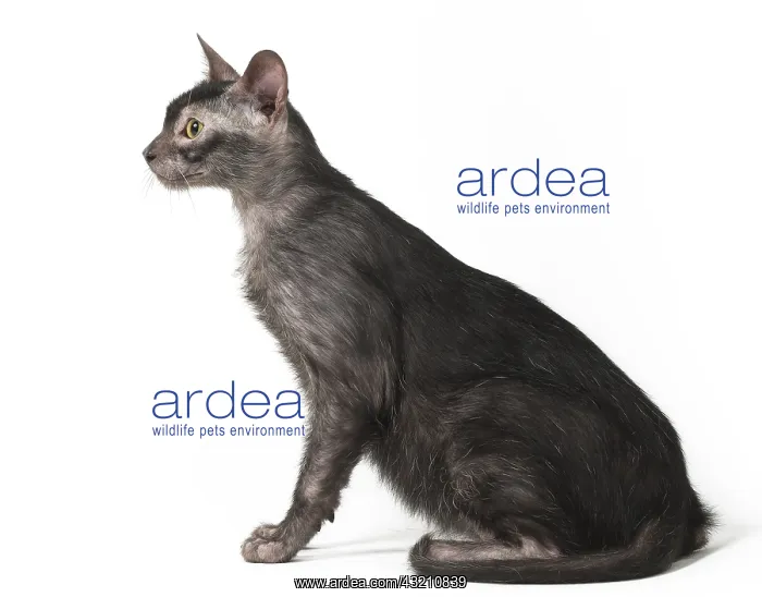 : Lykoi cat in the studio - also known as a Werewolf cat : Lykoi cat in the studio - also known as a Werewolf cat