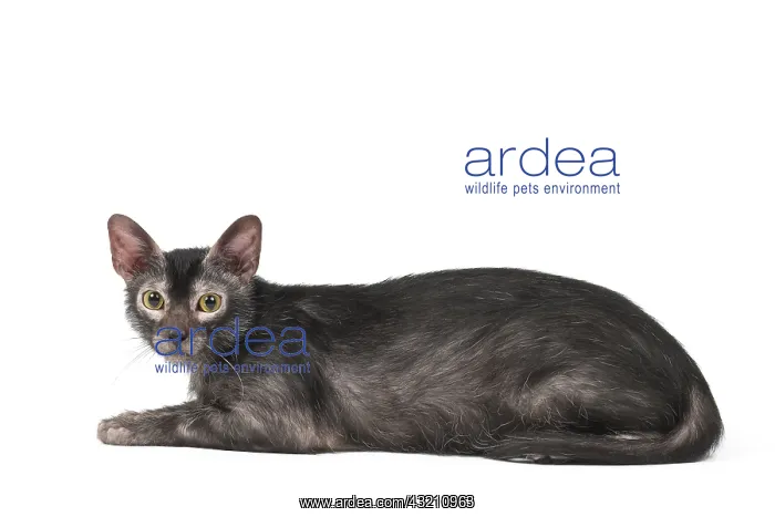 : Lykoi cat in the studio - also known as a Werewolf cat : Lykoi cat in the studio - also known as a Werewolf cat