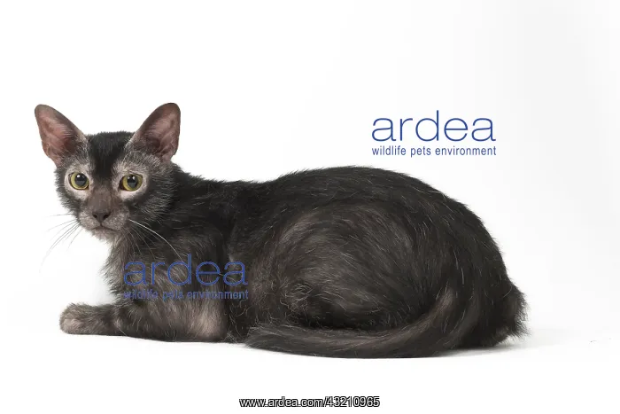 : Lykoi cat in the studio - also known as a Werewolf cat : Lykoi cat in the studio - also known as a Werewolf cat